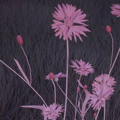 澳门一码一肖一特一中app下载